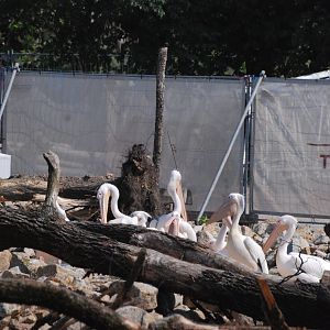 New Giraffe Paddock at Tierpark Berlin, 9th June 2023