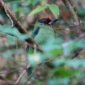Golden-throated Barbet