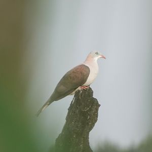Mountain Imperial-Pigeon