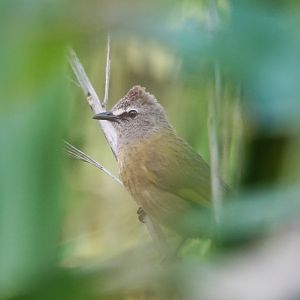Flavescent Bulbul