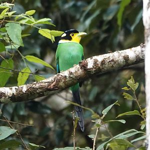 Long-tailed Broadbill