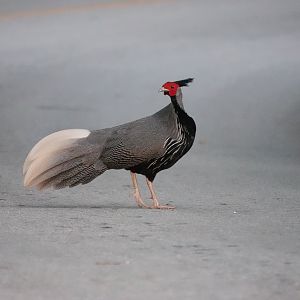 Kalij Pheasant