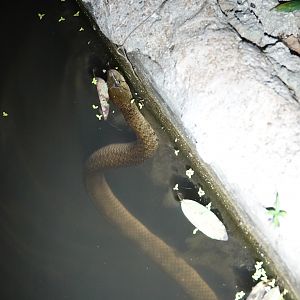 Checkered keelback