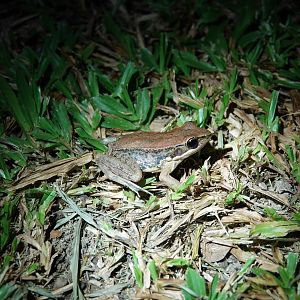Black-spotted stream frog