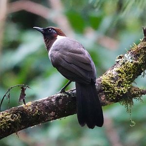 White-necked Laughingthrush
