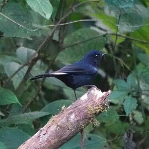 White-tailed Robin