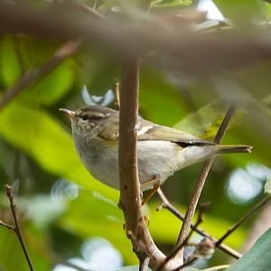 Yellow-browed Warbler