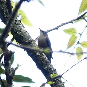Velvet-fronted Nuthatch