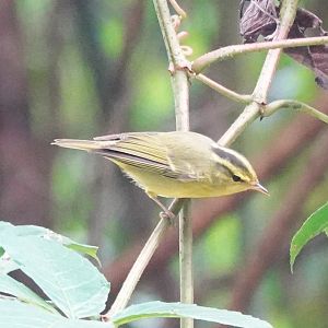 Sulphur-breasted Warbler