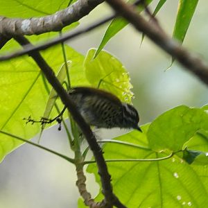 Speckled Piculet