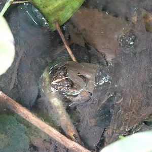 Ban Khun Klang Wart Frog