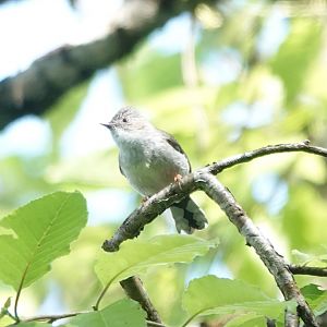 Striated Yuhina