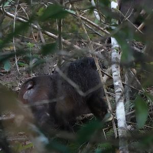Stump-tailed Macaque