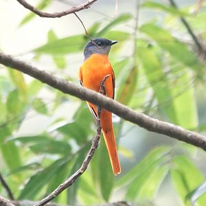 Gray-chinned Minivet