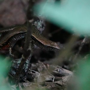Reeves's Ground Skink