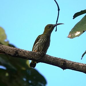 Streaked Spiderhunter