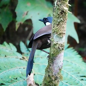 Black-throated Laughingthrush