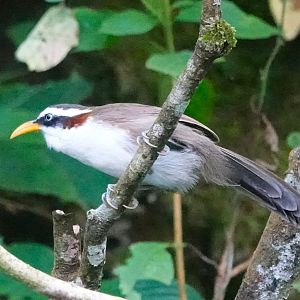 White-browed Scimitar-Babbler