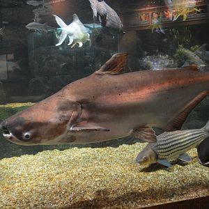 Mekong giant catfish (Pangasianodon gigas)