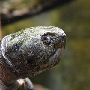 Big-headed turtle (Platysternon megacephalum)