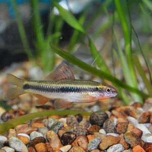Chinese neon golden stripe shark (Sarcocheilichthys parvus)