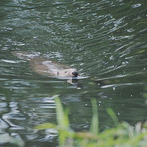 European Beaver, Tiergarten Park, Berlin, 10th June 2023