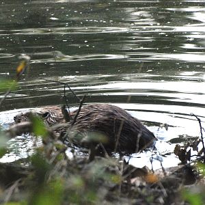 European Beaver, Tiergarten Park, Berlin, 10th June 2023