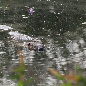 European Beaver, Tiergarten Park, Berlin, 10th June 2023