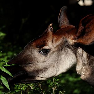 Okapi (Okapia johnstoni)