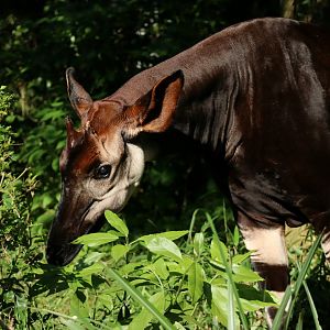 Okapi (Okapia johnstoni)
