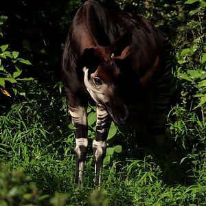 Okapi (Okapia johnstoni)