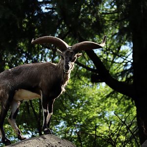 Chinese bharal (Pseudois nayaur szechuanensis)