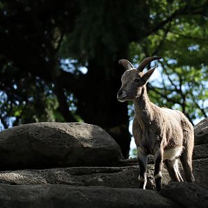 Chinese bharal (Pseudois nayaur szechuanensis)