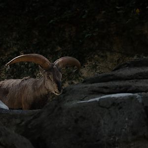 Chinese bharal (Pseudois nayaur szechuanensis)