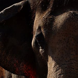 Indian elephant (Elephas maximus indicus)