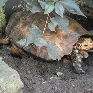 Speke's hinge-backed tortoise