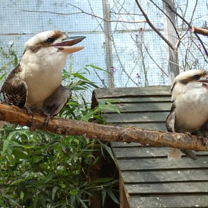 Laughing kookaburra