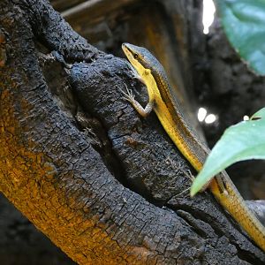 Asian grass lizard