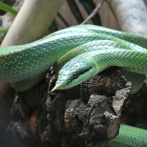 Rhinoceros rat snake