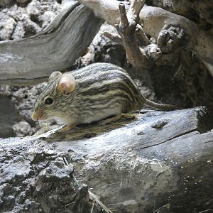 Barbary striped grass mouse