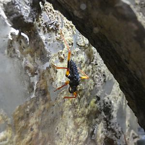 Horrid king assassin bug