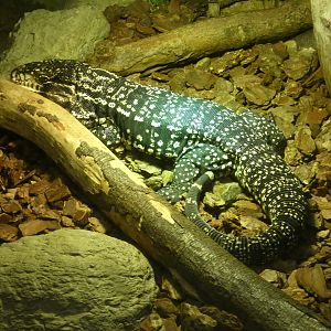 Black-and-white tegu