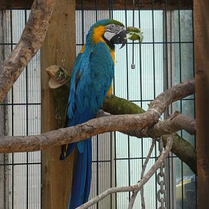 Blue-and-yellow macaw