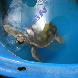 Loggerhead sea turtle