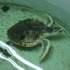Kemp's ridley sea turtle