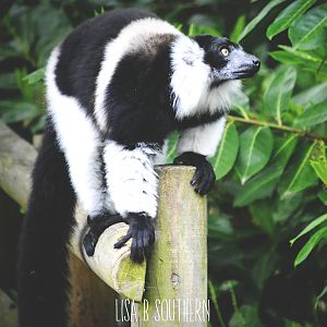 Black & White Belted Ruffed Lemur