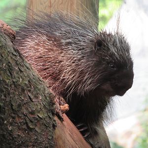 North American Porcupine - 6/18/23