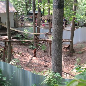 Red Panda Exhibit - 6/18/23