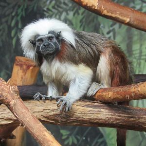 Cotton-top Tamarin - 6/18/23