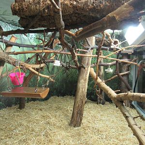 Cotton-top Tamarin Exhibit - 6/18/23
